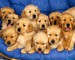 normal_Golden_Retriever_2.jpg